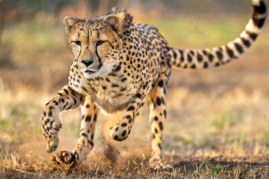 Cheetah Experience